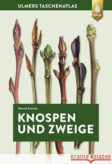 Knospen und Zweige : 270 Gehölze im Winter bestimmen Schulz, Bernd 9783818608200 Verlag Eugen Ulmer - książka