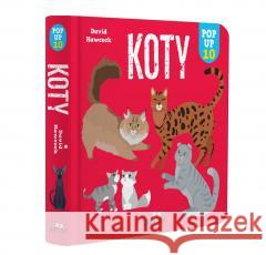 Koty. POP-UP 10 David Hawcock 9788383532714 Jedność - książka