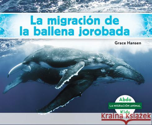 La Migración de la Ballena Jorobada (Humpback Whale Migration) (Spanish Version) Hansen, Grace 9781532106415 Abdo Kids Jumbo - książka