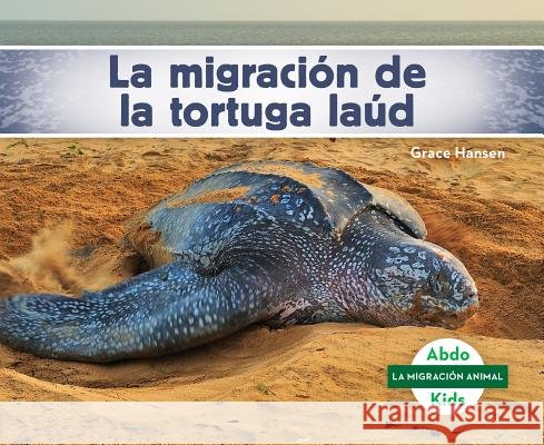 La Migración de la Tortuga Laúd (Leatherback Turtle Migration) (Spanish Version) Hansen, Grace 9781532106422 Abdo Kids Jumbo - książka