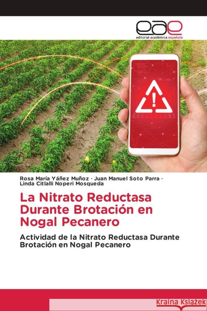 La Nitrato Reductasa Durante Brotación en Nogal Pecanero Yáñez Muñoz, Rosa María, Soto Parra, Juan Manuel, Noperi Mosqueda, Linda Citlalli 9786202146821 Editorial Académica Española - książka