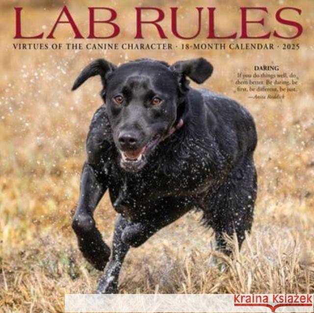 Lab Rules 2025 12 X 12 Wall Calendar Willow Creek Press 9781549246777 Willow Creek Press Calendars - książka