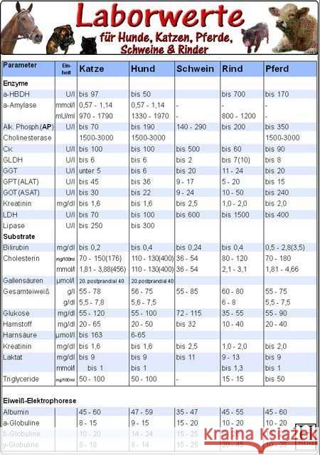 Laborwerte für Hunde, Katzen, Pferde, Schweine & Rinder, Tierheilkunde-Karte    9783939378006 Hawelka - książka