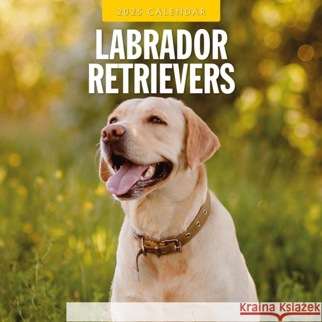 Labrador Retrievers 2025 Square Wall Calendar Red Robin 9781804424810 Red Robin Publishing Ltd. - książka