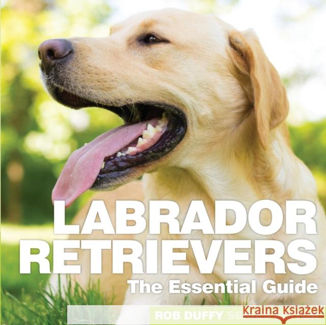 Labrador Retrievers: The Essential Guide Robert Duffy 9781910843413 BX Plans Ltd - książka