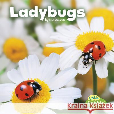 Ladybugs Lisa J. Amstutz 9781515719410 Capstone Press - książka