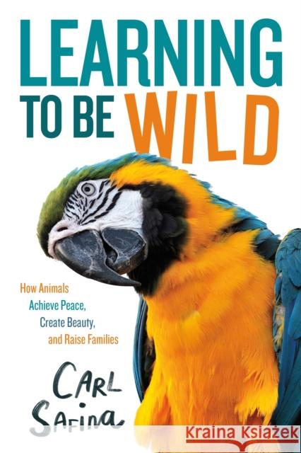 Learning to Be Wild (A Young Reader's Adaptation): How Animals Achieve Peace, Create Beauty, and Raise Families Carl Safina 9781250838254 St Martin's Press - książka