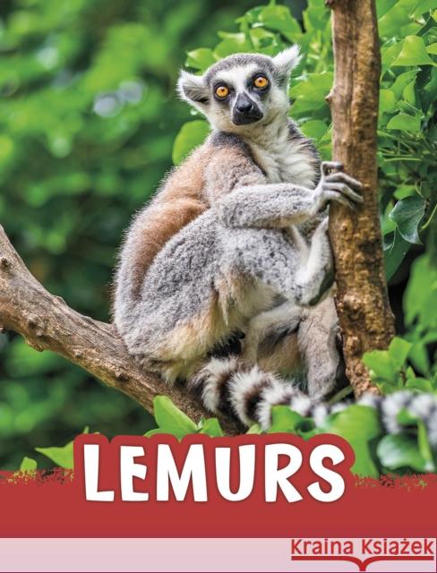 Lemurs Jaclyn Jaycox 9781398202443 Capstone Global Library Ltd - książka