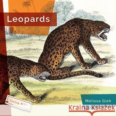 Leopards Melissa Gish 9781682770818 Creative Paperbacks - książka