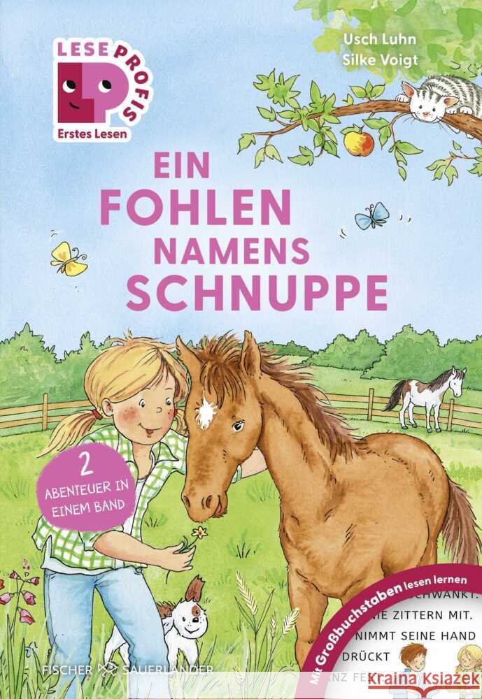 Leseprofis - GROSSBUCHSTABEN: EIN FOHLEN NAMENS SCHNUPPE, 1. Klasse Luhn, Usch 9783737375900 FISCHER Sauerländer - książka