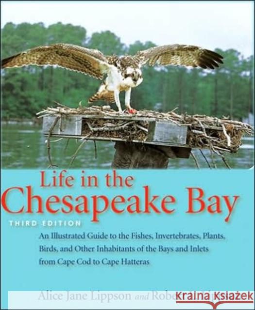 Life in the Chesapeake Bay Alice Jane Lippson Robert L. Lippson 9780801883385 Johns Hopkins University Press - książka