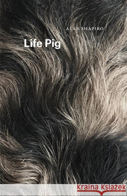 Life Pig Alan Shapiro 9780226404172 University of Chicago Press - książka
