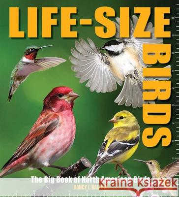 Life-Size Birds: The Big Book of North American Birds Nancy J. Hajeski 9781645179153 Thunder Bay Press - książka