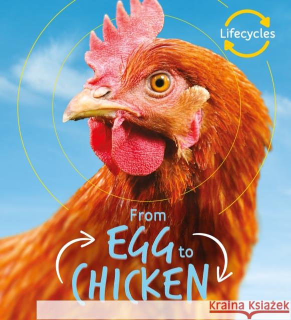 Lifecycles: Egg to Chicken Camilla de la Bedoyere 9781786036179 Quarto Publishing PLC - książka