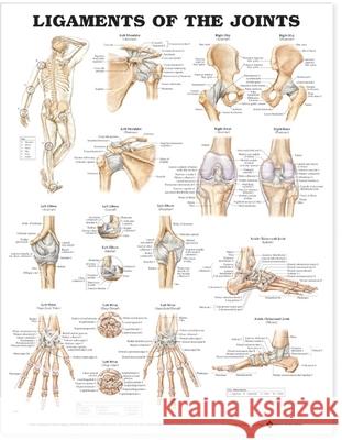 Ligaments of the Joints Anatomical Chart   9781587794674  - książka