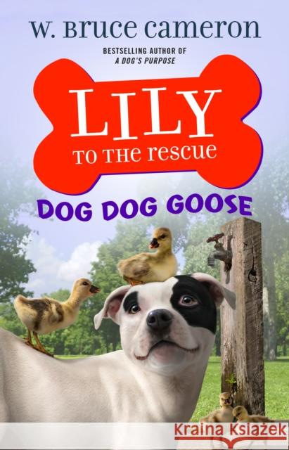 Lily to the Rescue: Dog Dog Goose W. Bruce Cameron 9781250234520 Starscape Books - książka
