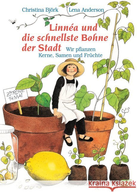 Linnea und die schnellste Bohne der Stadt : Wir pflanzen Kerne, Samen und Früchte Björk, Christina Anderson, Lena  9783570056349 cbj - książka