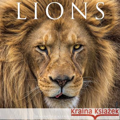 Lions 12 X 12 Wall Calendar Willow Creek Press 9781549255915 Wlcp - książka