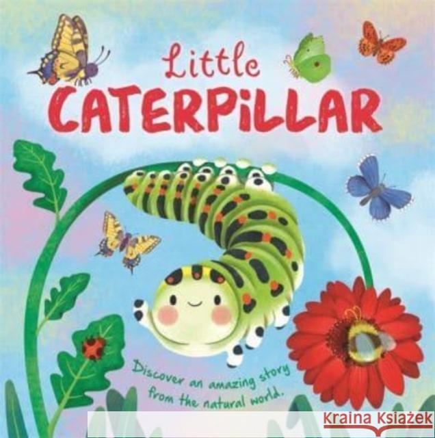 Little Caterpillar Autumn Publishing 9781803687421 Bonnier Books Ltd - książka