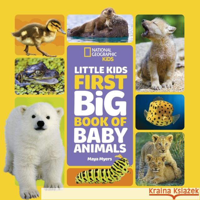 Little Kids First Big Book of Baby Animals Maya Myers 9781426371462 National Geographic Kids - książka