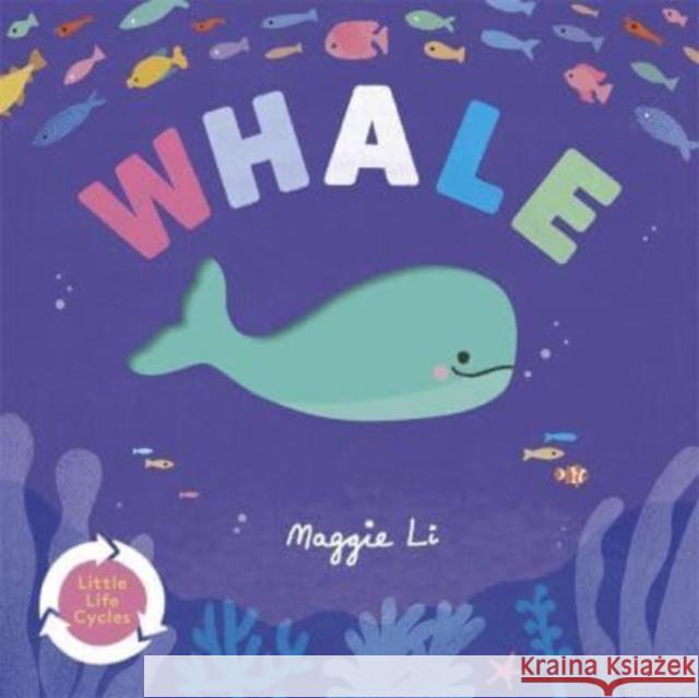 Little Life Cycles: Whale Maggie Li 9781800785977 Templar Publishing - książka