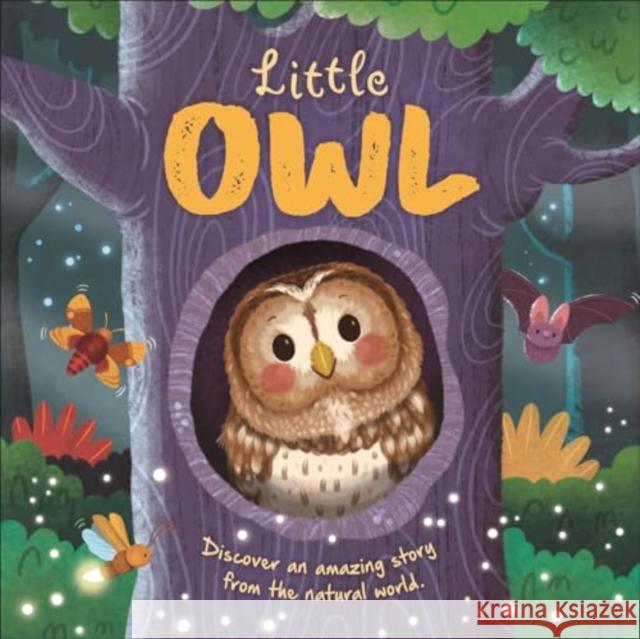Little Owl Autumn Publishing 9781837714346 Bonnier Books Ltd - książka