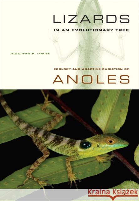 Lizards in an Evolutionary Tree: Ecology and Adaptive Radiation of Anolesvolume 10 Losos, Jonathan 9780520269842  - książka