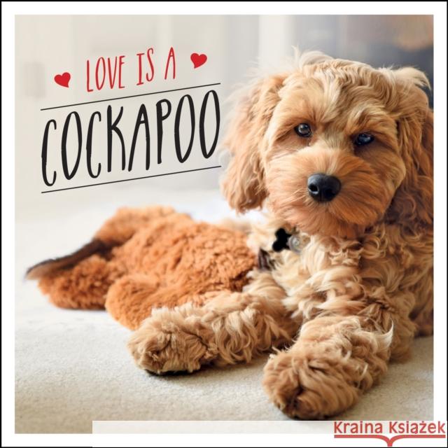 Love is a Cockapoo: A Dog-Tastic Celebration of the World's Cutest Breed Charlie Ellis 9781787839922 Summersdale - książka