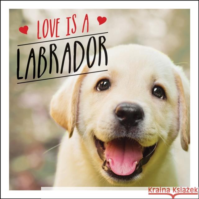 Love is a Labrador: A Lab-Tastic Celebration of the World's Favourite Dog Charlie Ellis 9781786859822 Octopus Publishing Group - książka