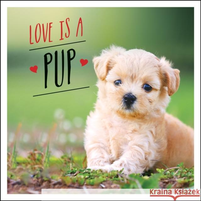 Love is a Pup: A Dog-Tastic Celebration of the World's Cutest Puppies Charlie Ellis 9781787832619 Octopus Publishing Group - książka