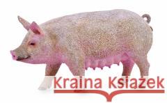 Maciora  4892900888637 Collecta - książka