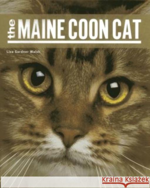 Maine Coon Cat PB Walsh, Liza Gardner 9781608932504 Down East Books - książka