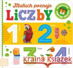 Maluch poznaje liczby. Książeczka mądrego dziecka Sylwia Kajdana 9788382132373 Aksjomat - książka