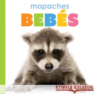 Mapaches Beb?s Kim Thompson 9781682779019 Creative Paperbacks - książka