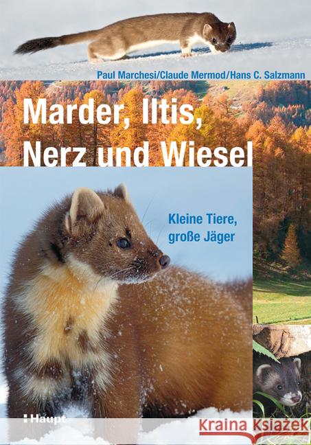 Marder, Iltis, Nerz und Wiesel : Kleine Tiere, große Jäger Marchesi, Paul Mermod, Claude Salzmann, Hans C. 9783258074658 Haupt - książka