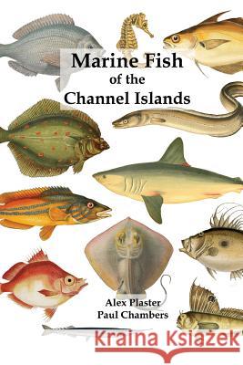 Marine Fish of the Channel Islands Paul Chambers, Alex Plaster 9780956065568 Charonia Media - książka