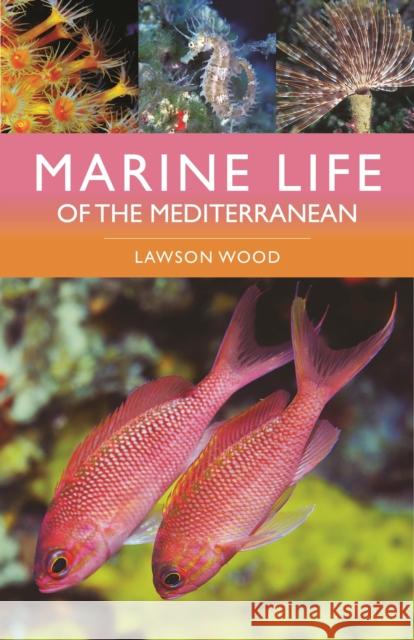 Marine Life of the Mediterranean Wood Lawson Wood 9781399411707 Bloomsbury Publishing PLC - książka