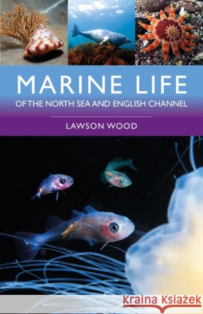 Marine Life of the North Sea and English Channel Lawson Wood 9781399415521 Bloomsbury Publishing PLC - książka