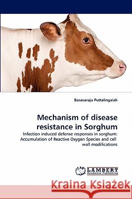 Mechanism of disease resistance in Sorghum Puttalingaiah, Basavaraju 9783844383997 LAP Lambert Academic Publishing AG & Co KG - książka