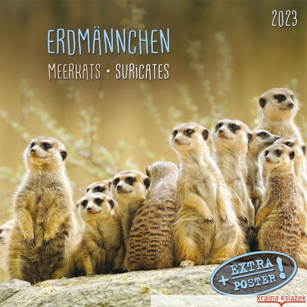 Meerkats/Erdmännchen 2023  9783959291484 Tushita - książka