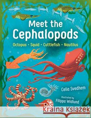 Meet the Cephalopods: Octopus, Squid, Cuttlefish, Nautilus Celia Svedhem Filippa Widlund B. J. Woodstein 9781459841239 Orca Book Publishers - książka