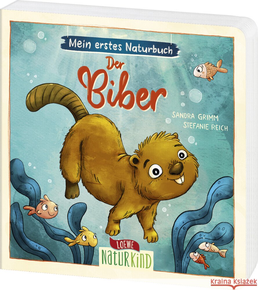 Mein erstes Naturbuch - Der Biber Grimm, Sandra 9783743213180 Loewe - książka