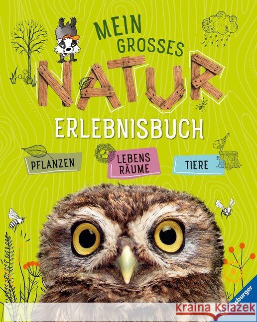 Mein großes Natur-Erlebnisbuch : Pflanzen, Lebensräume, Tiere Lenz, Angelika 9783473554638 Ravensburger Buchverlag - książka