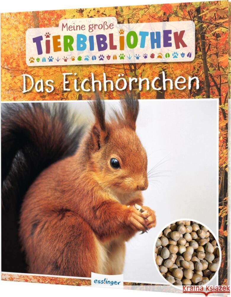 Meine große Tierbibliothek: Das Eichhörnchen Ledu-Frattini, Stéphanie 9783480236558 Esslinger in der Thienemann-Esslinger Verlag  - książka