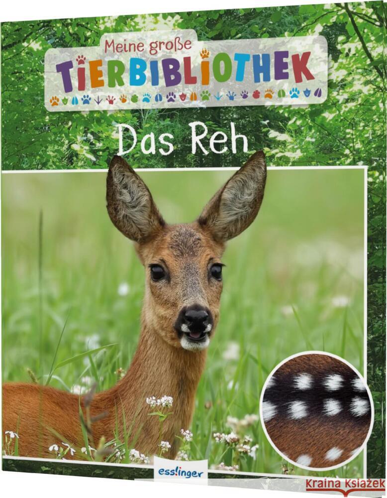 Meine große Tierbibliothek: Das Reh Poschadel, Jens 9783480237753 Esslinger in der Thienemann-Esslinger Verlag  - książka