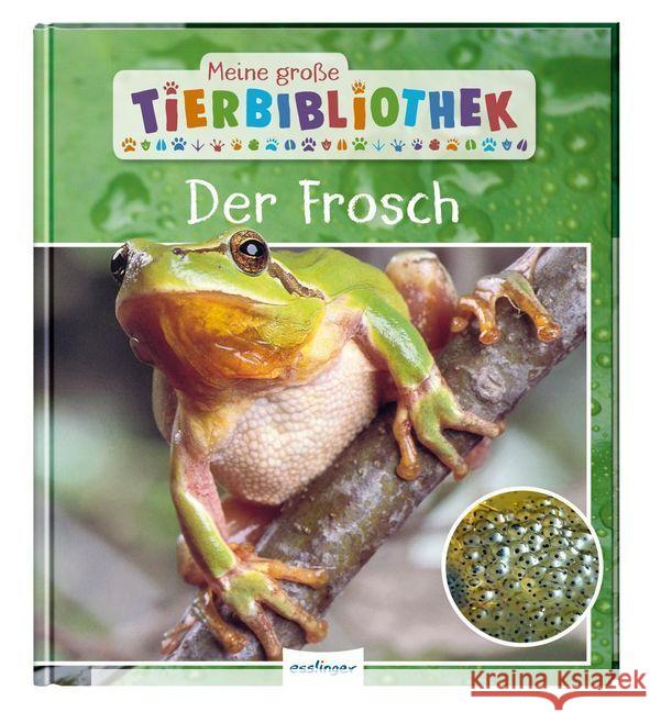 Meine große Tierbibliothek: Der Frosch Starosta, Paul 9783480236244 Esslinger in der Thienemann-Esslinger Verlag  - książka