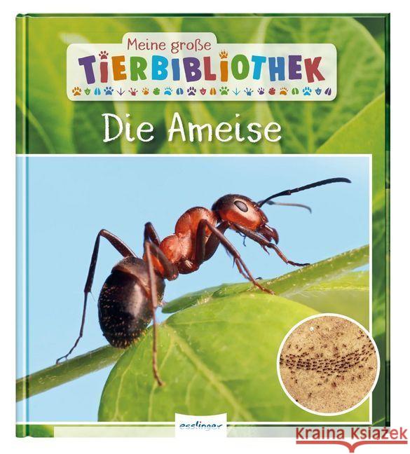 Meine große Tierbibliothek: Die Ameise Gutjahr, Axel 9783480235810 Esslinger in der Thienemann-Esslinger Verlag  - książka