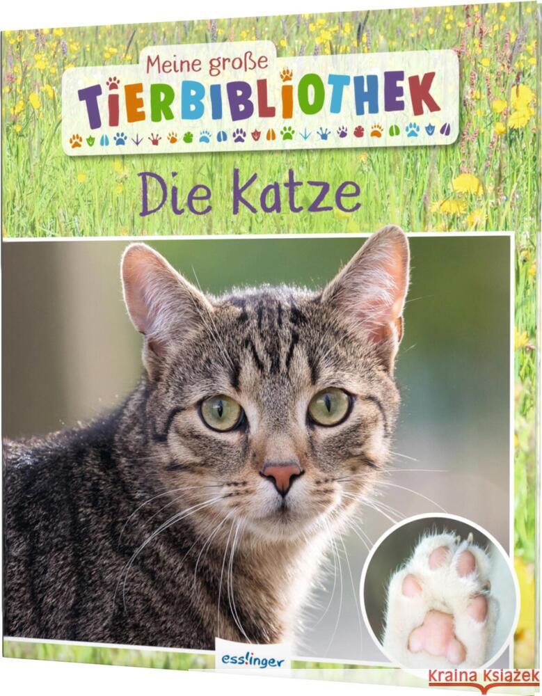 Meine große Tierbibliothek: Die Katze Ledu-Frattini, Stéphanie 9783480236596 Esslinger in der Thienemann-Esslinger Verlag  - książka