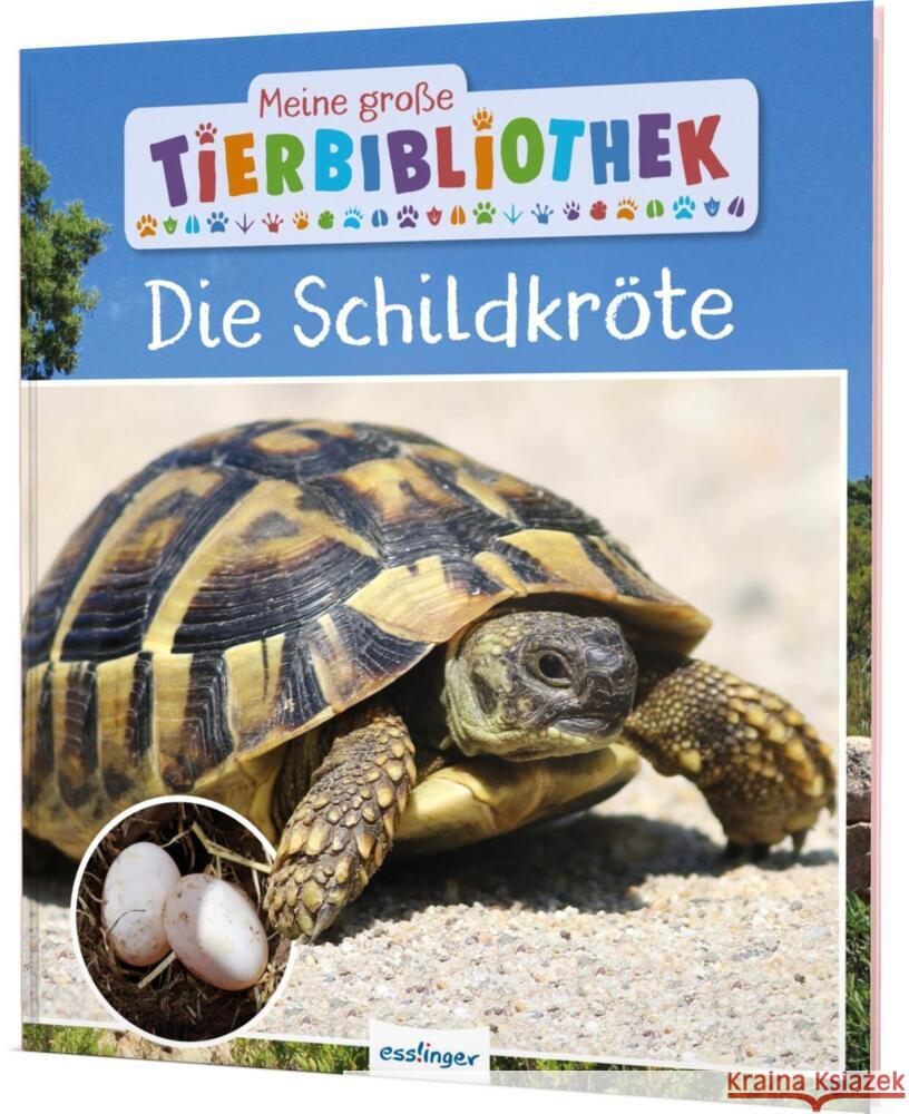 Meine große Tierbibliothek: Die Schildkröte Gutjahr, Axel 9783480237166 Esslinger in der Thienemann-Esslinger Verlag  - książka