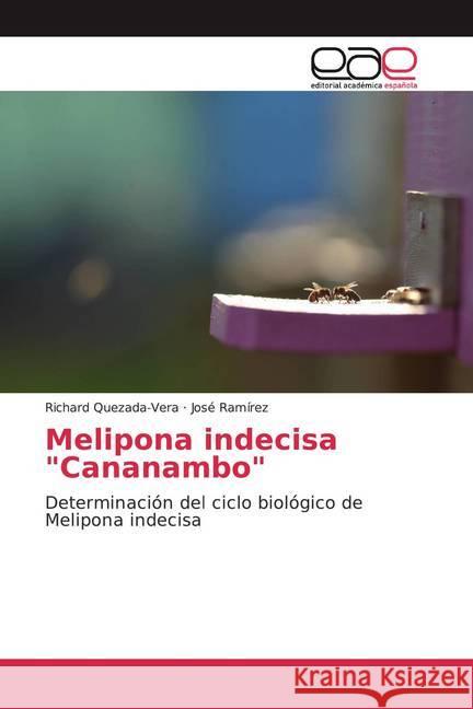 Melipona indecisa 